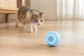 PELOTA LOCA RECARGABLE PARA MASCOТА